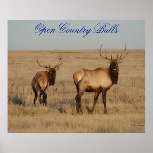 E1 Bull Elk Open Country Bulls Poster (Voorkant)