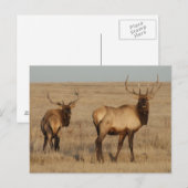 E1 Bull Elk Young Bulls Briefkaart (Voorkant / Achterkant)