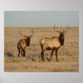 E1 Bull Elk Young Bulls Poster (Voorkant)