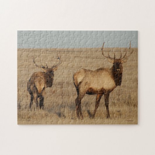 E1 Mannetjeswapiti Legpuzzel (Horizontaal)
