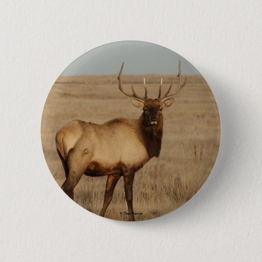 E1 Mannetjeswapiti Ronde Button 5,7 Cm (Voorkant)