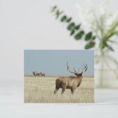 E20 Bull Elk Challenger Briefkaart (Staand voorkant)