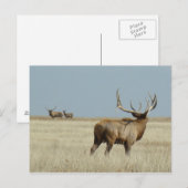 E20 Bull Elk Challenger Briefkaart (Voorkant / Achterkant)