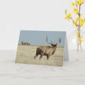 E20 Bull Elk Challenger Kaart (Gele Bloem)