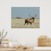 E20 Bull Elk Challenger Poster (Keuken)