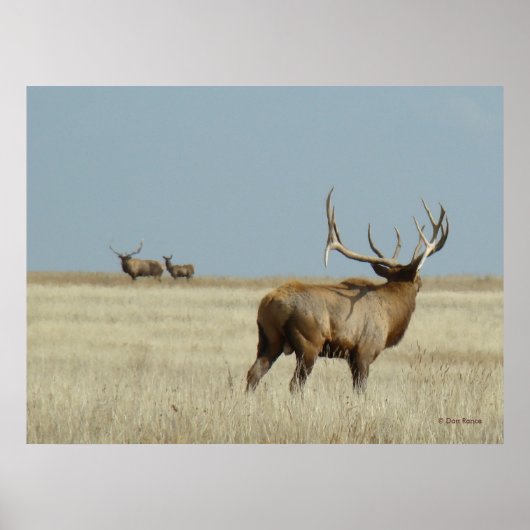 E20 Bull Elk Challenger Poster (Voorkant)