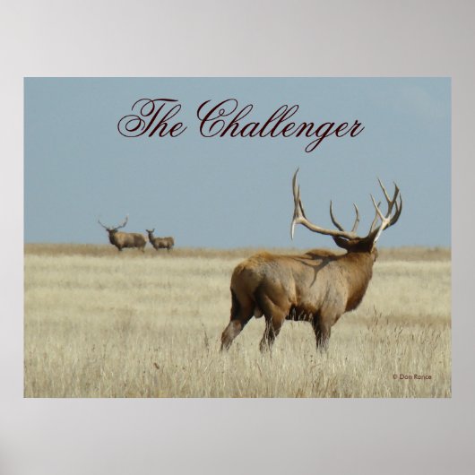 E20 Bull Elk Uitdager Poster (Voorkant)