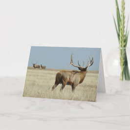 E20 Wapiti Stier Uitdager Kaart