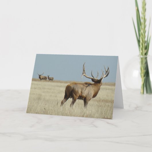 E20 Wapiti Stier Uitdager Kaart (Voorkant)
