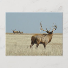 E20 Wapiti Uitdager Briefkaart