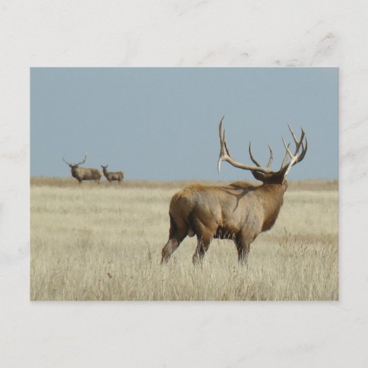 E20 Wapiti Uitdager Briefkaart (Voorkant)