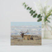 E22 Bull Elk en Snowy Hills Briefkaart (Staand voorkant)
