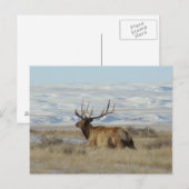 E22 Bull Elk en Snowy Hills Briefkaart (Voorkant / Achterkant)