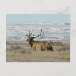 E22 Bull Elk en Snowy Hills Briefkaart