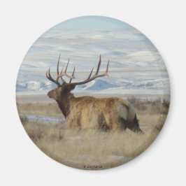 E22 Bull Elk en Snowy Hills Magneet