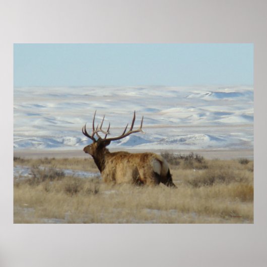 E22 Bull Elk Snowy Hills Poster (Voorkant)