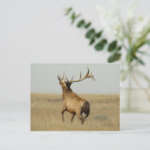 E23 Bull Elk Grass in Hoorns Briefkaart (Staand voorkant)