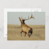 E23 Bull Elk Grass in Hoorns Briefkaart (Voorkant / Achterkant)