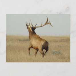 E23 Bull Elk Grass in Hoorns Briefkaart