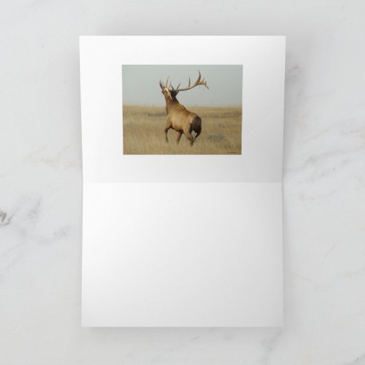 E23 Bull Elk Grass in Hoorns Kaart (Binnen)