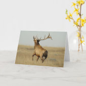 E23 Bull Elk Grass in Hoorns Kaart (Gele Bloem)