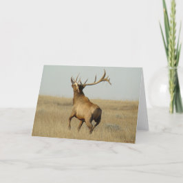 E23 Bull Elk Grass in Hoorns Kaart