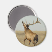 E23 Bull Elk Grass in Hoorns Magneet (Voorkant / Achterkant)