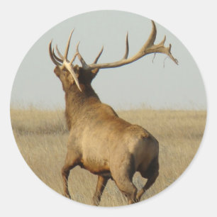 E23 Bull Elk Grass in Hoorns Ronde Sticker