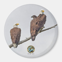 E23 & familie- M15, F23 & Eerste Eaglet