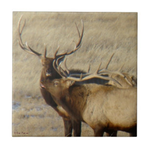 E24 Bul Eland Tegeltje