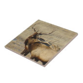 E24 Bul Eland Tegeltje (Zijkant)