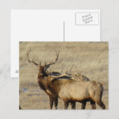 E24 Bull Elk Briefkaart (Voorkant / Achterkant)