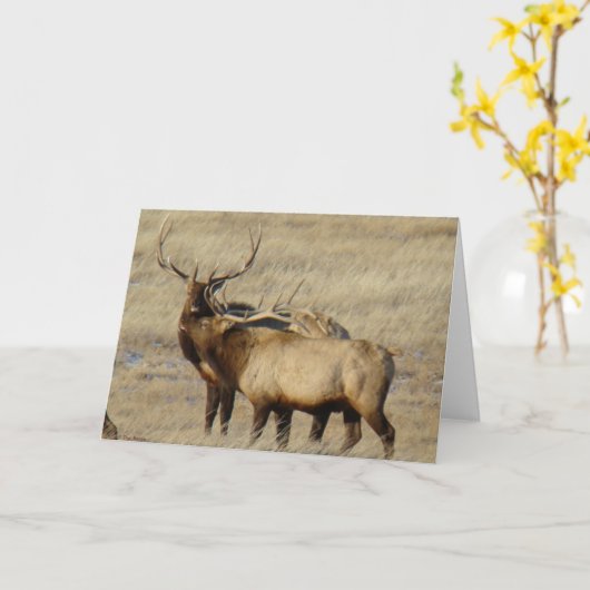 E24 Bull Elk Kaart (Gele Bloem)