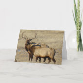 E24 Bull Elk Kaart (Voorkant)
