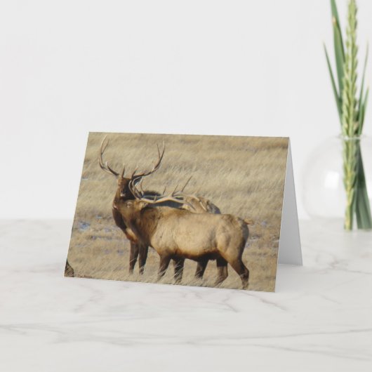 E24 Bull Elk Kaart (Voorkant)