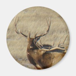 E24 Bull Elk Magneet