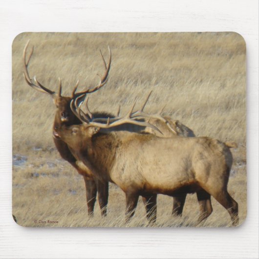 E24 Bull Elk Muismat (Voorkant)