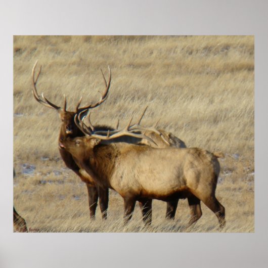 E24 Grote Eland Poster (Voorkant)
