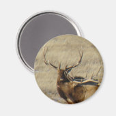 E24 Mannetjeseland Magneet (Voorkant / Achterkant)