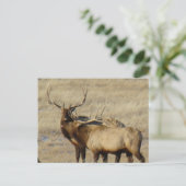E24 Stiereland Wapiti Briefkaart (Staand voorkant)