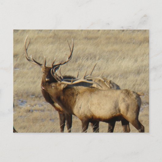E24 Stiereland Wapiti Briefkaart (Voorkant)
