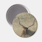 E25 Bull Elk Laying in Grass Magneet (Voorkant / Achterkant)