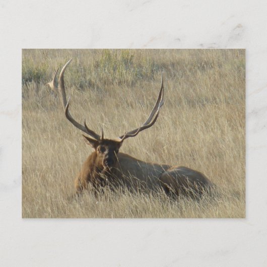 E25 elk elk Laying in de gras Briefkaart (Voorkant)