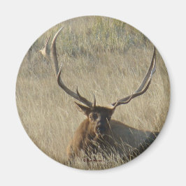 E25 Mannelijke Eland Liggend in Gras Magneet