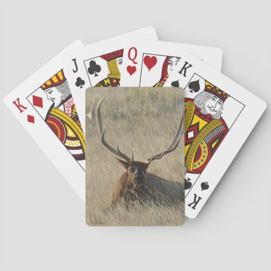 E25 Mannetjeseland in Gras Liggend Pokerkaarten (Achterkant)