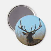 E26 Bull Elk Liggend in het Onkruid Magneet (Voorkant / Achterkant)