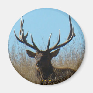 E26 Bull Elk Liggend in het Onkruid Magneet