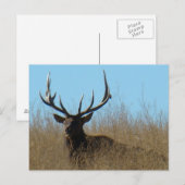 E26 Elk legmateriaal in onkruid Briefkaart (Voorkant / Achterkant)