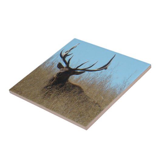 E26 Elk legmateriaal in onkruid Tegeltje (Zijkant)