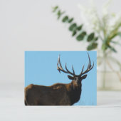 E27 Bull Elk Sky Lined Briefkaart (Staand voorkant)